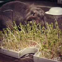 Кролик и ростки в проращивателе Dream Sprouter от RawMID